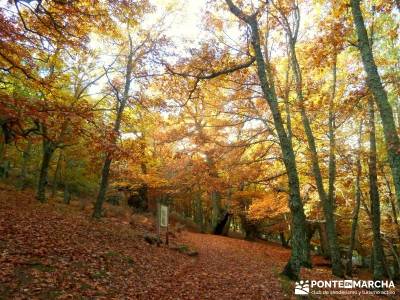 Castañar de El Tiemblo - Pozo de la Nieve - viaje octubre - senderismo entre semana Madrid